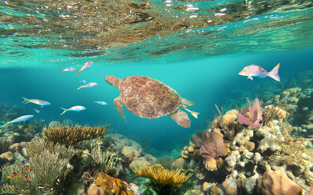 Turtle swimming among colorful coral reef st thomas wedding venue